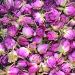 غنچه گل محمدی لاله‌زار دهکده سلامت فقط عمده