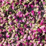 غنچه گل محمدی لاله‌زار دهکده سلامت فقط عمده