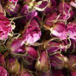 غنچه گل محمدی لاله‌زار دهکده سلامت فقط عمده