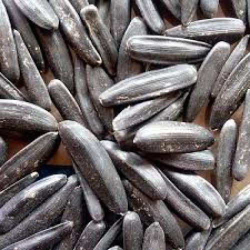 تخمه آفتابگردان